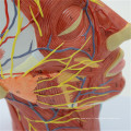 Anatomie cérébrale de qualité supérieure